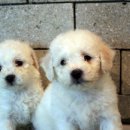 아띠 펫 이미지