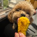 간식주까 | 부천 강아지 수제간식, 강아지케이크 간식주까 Ye's 후기