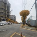 수원팔색길 매실길 | 수원팔색길 3색 매실길 수원여대사거리~칠보산여가녹지~왕송호수~수원여대사거리, 2024/11/14(목)