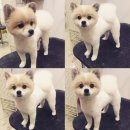 더사랑할개 이미지