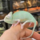 파충류샵 렙타일스테이션 이미지