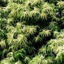 꽃이 피면 이미지