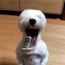 하오하오 이미지