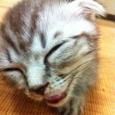 푸른동물병원 이미지