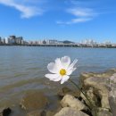 백일홍 - 장성군 병풍로 944-17 | 백일홍