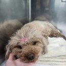 키움동물병원 | 노견 강아지 담낭 파열 수술 후 장염까지, 회복 과정 후기