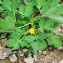 땅콩이네 이미지