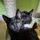 레오그루밍 이미지