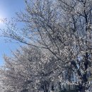 민들레 소극장 | [천안] 비렌티 웨딩홀 당일계약후기