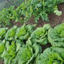 적양파도 심었어요 이미지