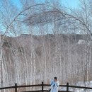 원대리 자작나무숲 | 겨울 꼭! 가야 하는 원대리 자작나무숲 후기 (예약·주차·근처 맛집)