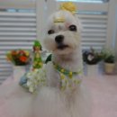 트윙클 펫샵 이미지