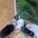 미니펫스토리 이미지