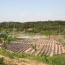 베드로 농장 이미지