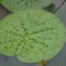 우포가시연꽃마을 이미지