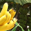 삼부자농장 이미지