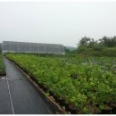 외딴농장 이미지