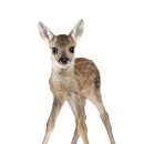 다람쥐모텔 이미지