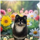 우리펫살롱 이미지