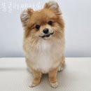 똥콜라펫살롱