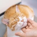 더 건강한 동물병원 이미지