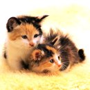 개와고양이 이미지