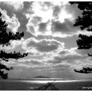 서천 마량리 동백나무 숲 이미지