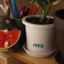 여름식물 인테리어 | 신도림역 꽃집 PPFS 몬스테라 | 구로 식물가게 건강하고 예쁜 몬스테라 구매 후기