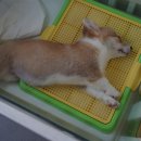 패밀리독 이미지