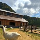 세이지우드 홍천산양목장 | [강원 홍천] 세이지우드 산양목장