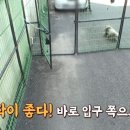 구조 중 포획틀 입구 좀 가르쳐달라고 바로 다가온 누더기 유기(?)견.jpg 이미지