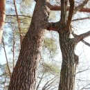 "연리지(連理枝)"의 뜻 이미지