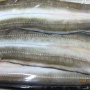 바다장어 이미지