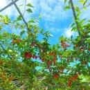 아벨농원 이미지