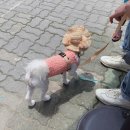 코미푸드 이미지