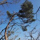 소나무 전경 이미지