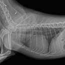 장현동물병원 이미지