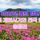 노원-현장-1108 | 2025년 봄의 향연, 철쭉 개화시기와 전국 명소 총정리