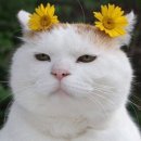 더쏨 이미지