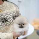 앤코 | 경기광주강아지분양 처음이라 더 신중하게 고른 알로하펍앤코 후기