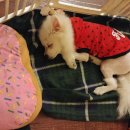 장화신은 고양이 & 강아지 미용 이미지