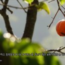 감나무집 이미지