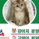 야옹아 멍멍해봐 동탄하나로점 이미지