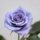 빈티지보라 네이버블로그