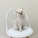 단풍이네 그루밍샵 이미지