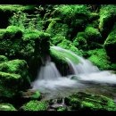 청정지역 Daum카페