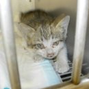 신석초교 이미지