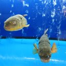 금수복국 압구정점 이미지