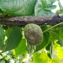 장파농장 이미지