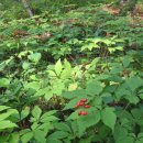 영심농장 이미지